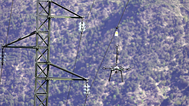 Endesa se suma al projecte Paisatges Vius per a la conservació del gall fer al Pirineu català