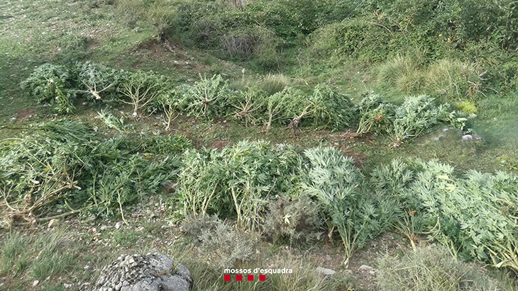 Desmantellen una plantació de marihuana situada en una zona boscosa del Pallars i detenen a l'encarregat de gestionar-la