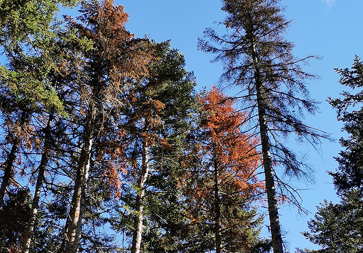La sequera i els fongs incrementen la mortalitat dels arbres