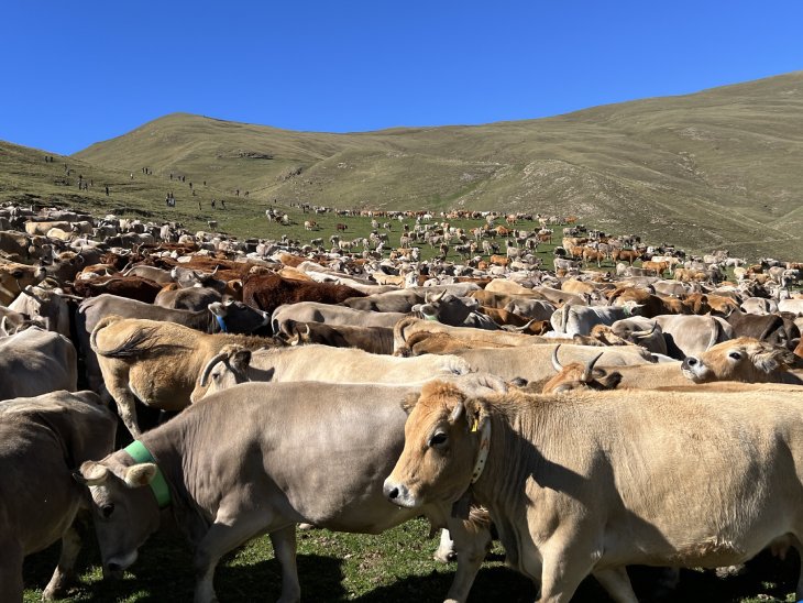 Les més de 1.400 vaques que han passat l'estiu a la muntanya de Llessui tornen cap a casa