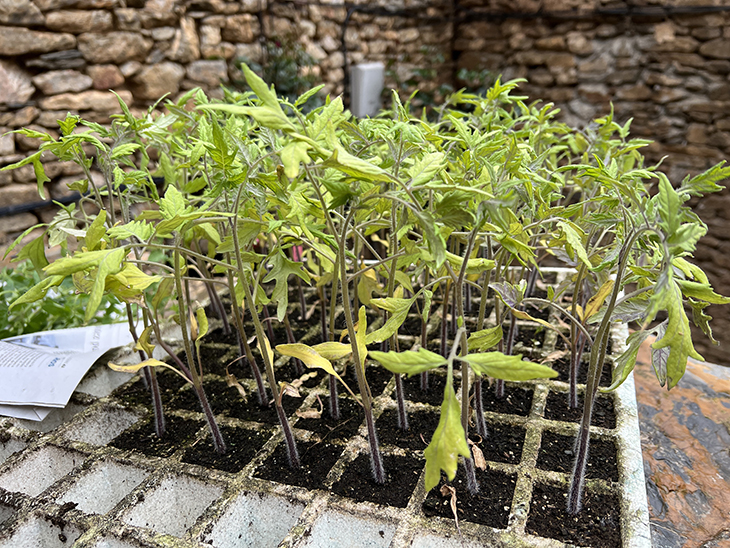 El projecte 'Som d'Aquí' localitza i preserva 70 varietats d'hortalisses, 380 de fruiters i 22 de vinya al Sobirà