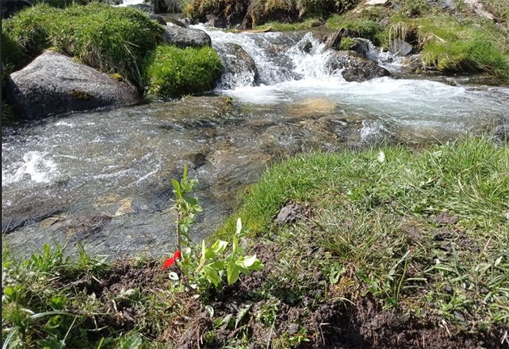 El Parc Natural de l'Alt Pirineu replanta una espècie de salzes en perill d'extinció per evitar que s'extingeixi