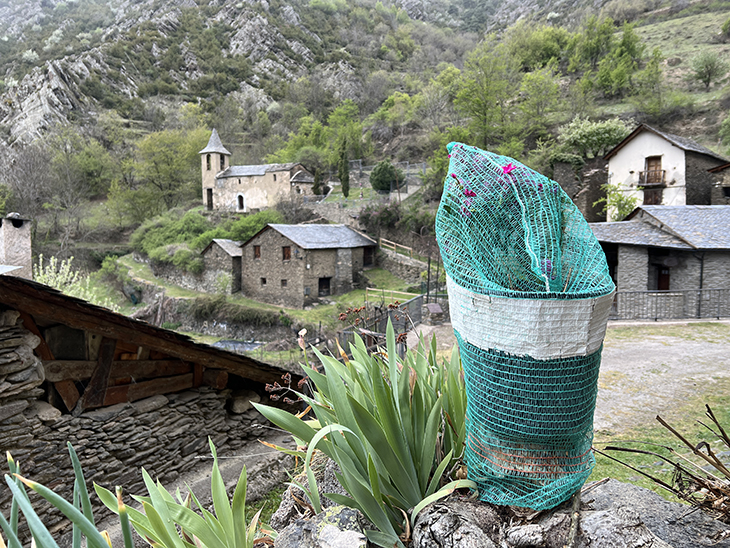 Els ramaders de la vall Ferrera denuncien la superpoblació de muflons