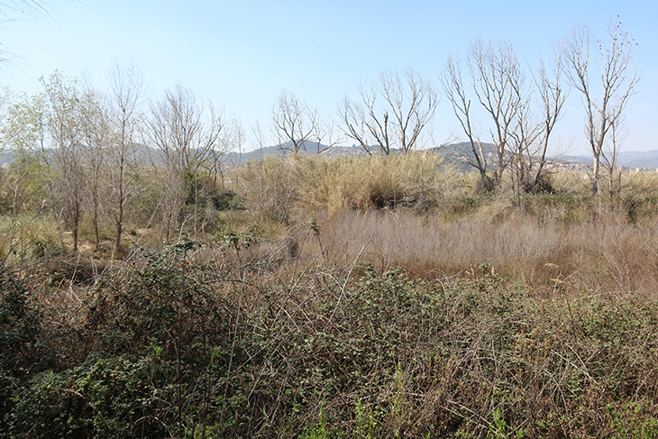 Molins de Rei recuperarà els aiguamolls amb aigua provinent de la depuradora