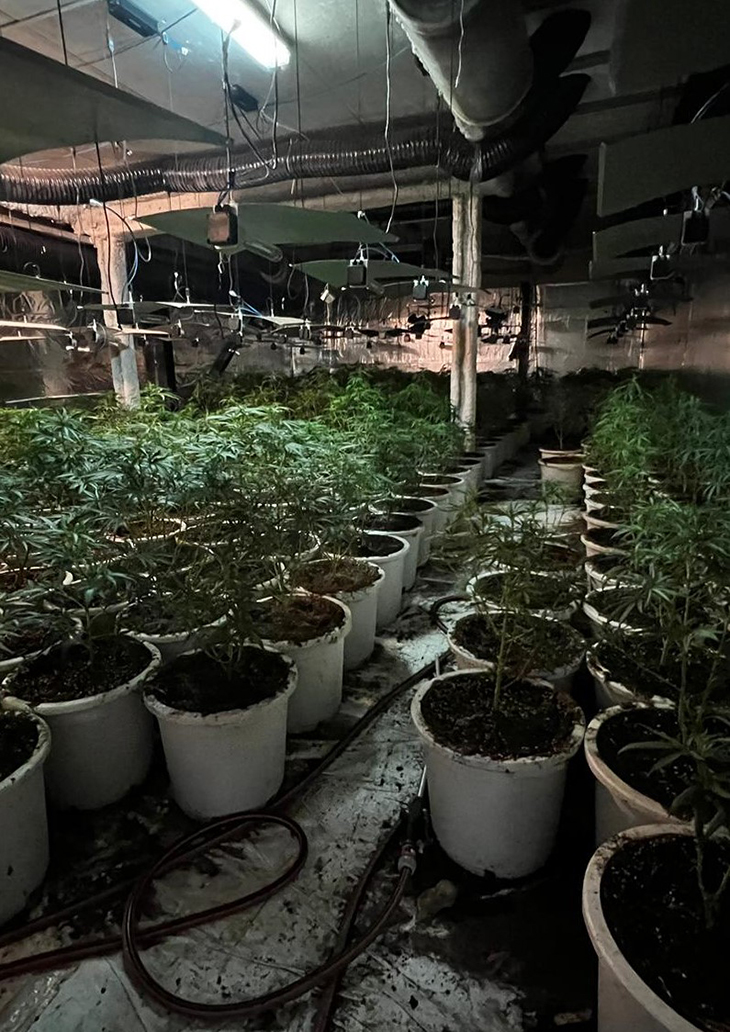 Dos detinguts i 800 plantes de marihuana comissades en una nau industrial de Sant Andreu de la Barca