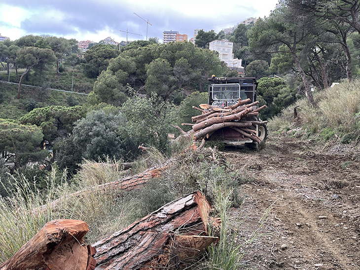 El Parc Natural de Collserola neteja franges i retira arbres morts per minimitzar el risc d'incendi