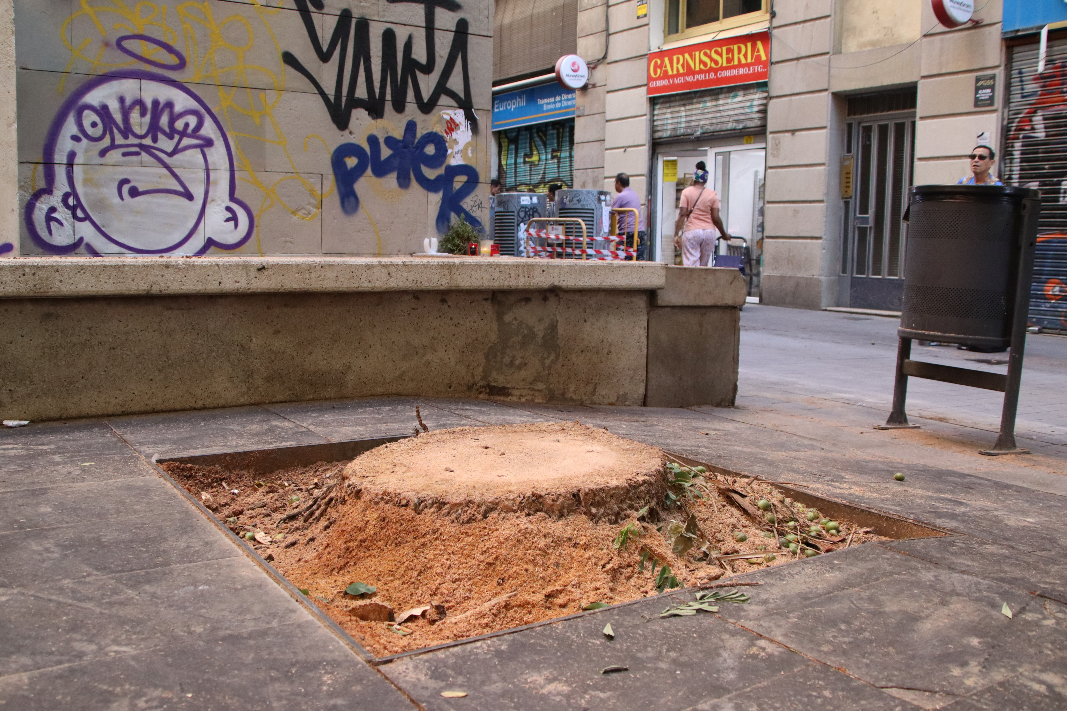 Un jutjat de Barcelona autoritza el peritatge de la palmera que va matar una noia al Raval a l'agost