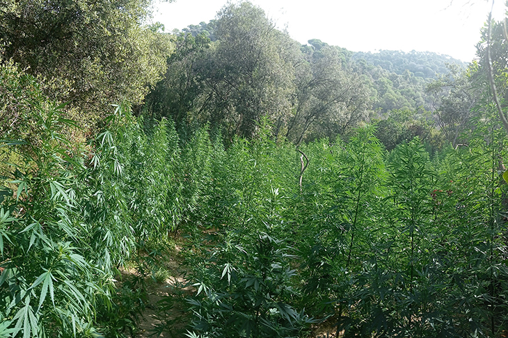 Desmantellen a Sant Celoni una macro plantació de marihuana amb campaments per als encarregats del cultiu
