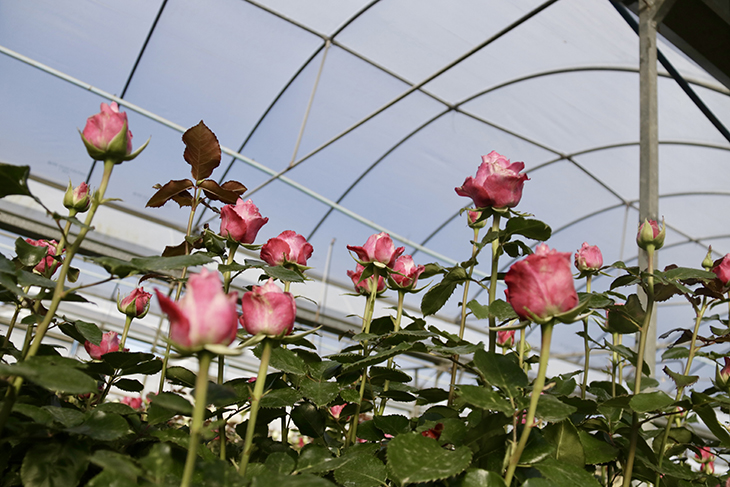 Les altes temperatures de l'hivern deixen la rosa del Maresme amb tiges més curtes i copes més petites per Sant Jordi