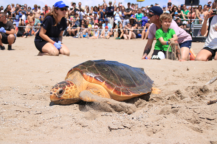 El CRAM allibera quatre tortugues marines amb una multitudinària festa familiar a la platja del Prat de Llobregat