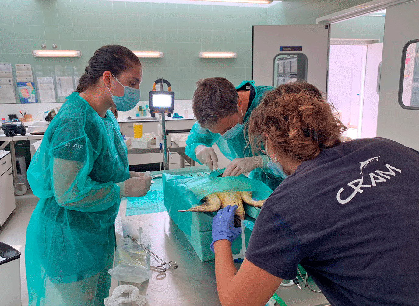 El CRAM atén 78 exemplars de fauna marina i facilita deu nidificacions de tortuga durant el 2023 a la costa catalana