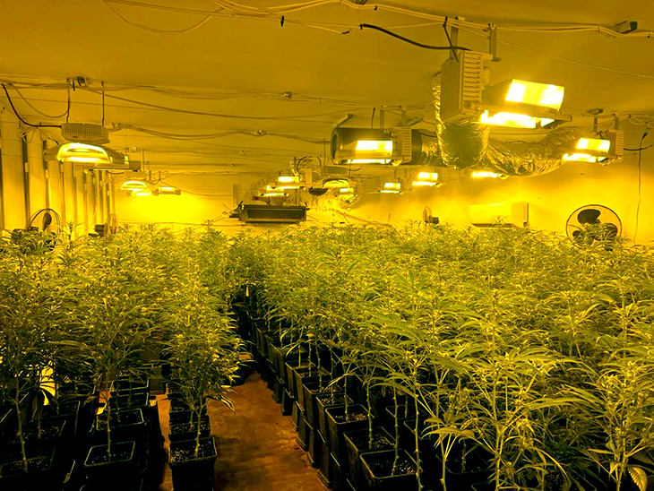Cinc detinguts i més de 1.500 plantes de marihuana comissades en una plantació d'interior a un antic celler al Maresme