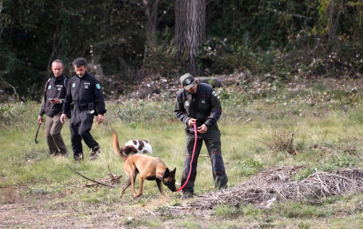 Els Agents Rurals pentinen ja la zona de baix risc a peu, amb gossos i drons per localitzar senglars infectats