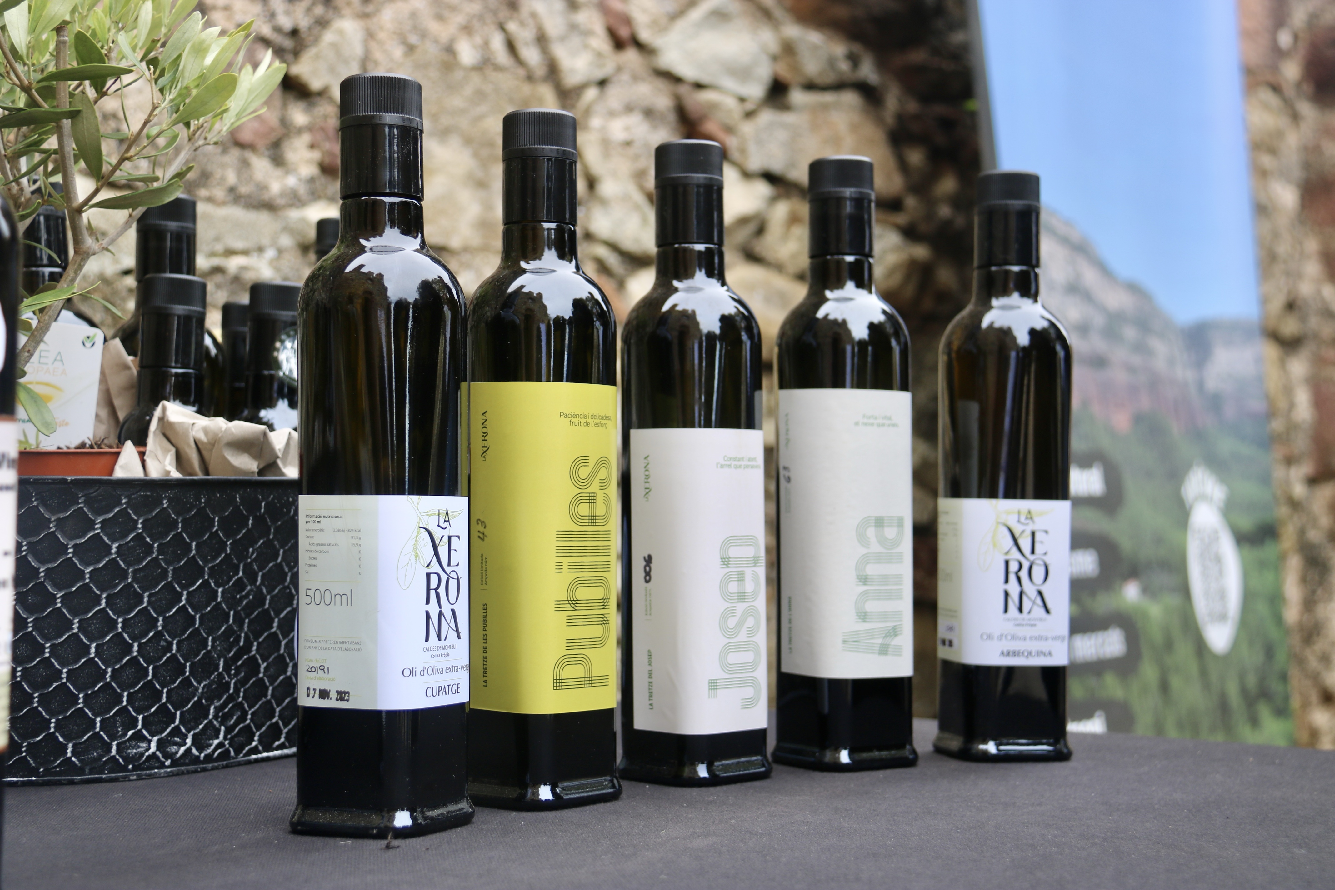 La sequera i les plagues deixen sota mínims la producció d'oli al Vallès