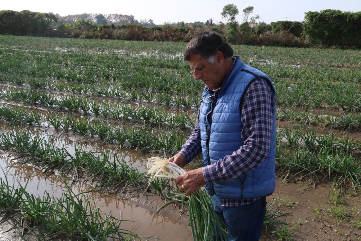 Els agricultors del Baix Llobregat calculen les pèrdues per la dana en entre 35.000 i 45.000 euros per hectàrea afectada