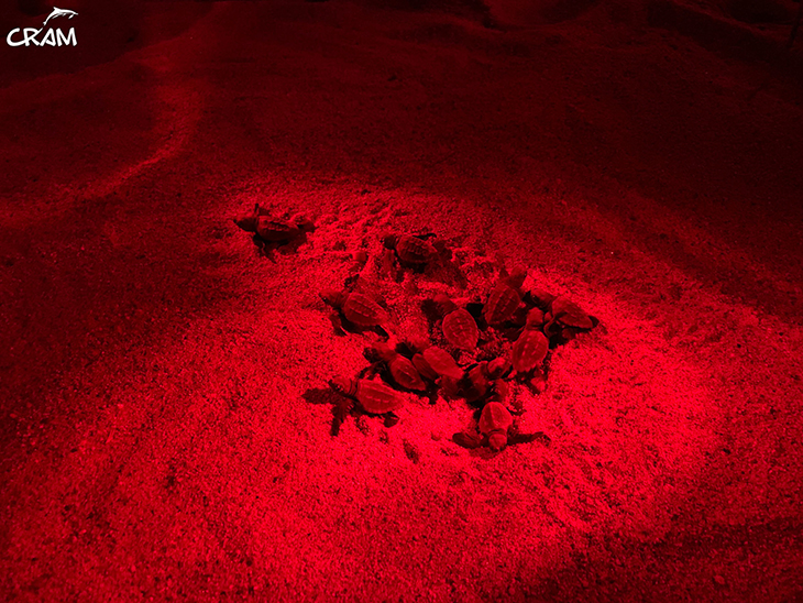 Neixen les primeres tortugues del niu de Malgrat de Mar