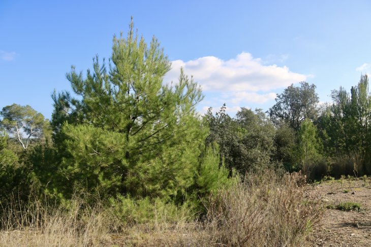 El bosc de Can Deu de Sabadell es recupera deu anys després de les greus ventades que gairebé el fan desaparèixer