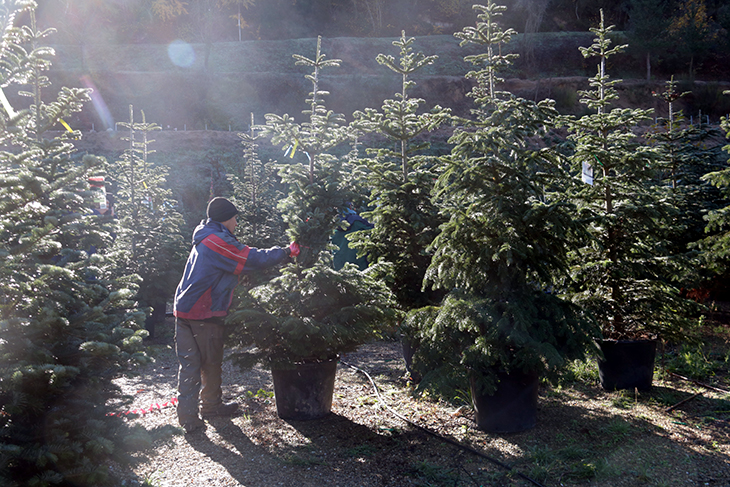 Barcelona instal·larà 227 punts de recollida d'arbres de Nadal per tota la ciutat