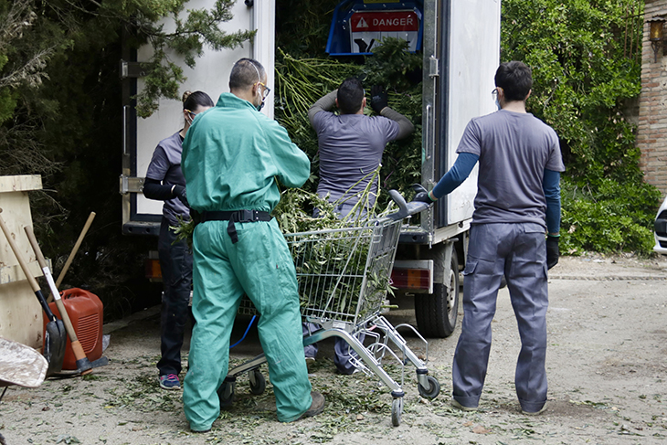 Dos detinguts i una plantació de marihuana desmantellada en una operació policial a Mataró