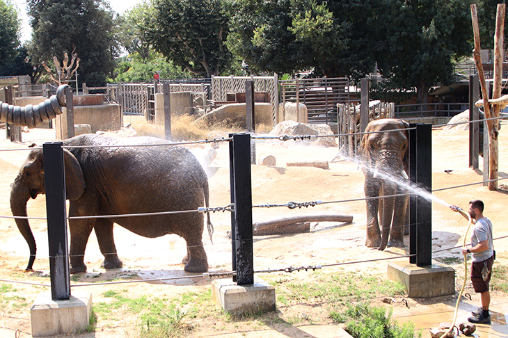 El Zoo de Barcelona crea una nova reserva d'animals per acollir exemplars afectats per obres de manteniment o millora