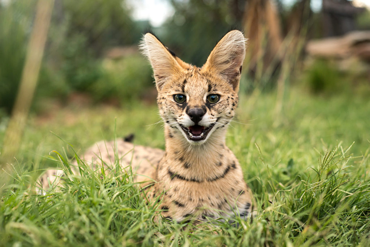 Un gat serval ataca un gos i un gat domèstics en un domicili de Canet de Mar