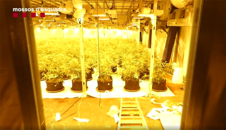 Ingressen a presó els dos responsables d’una plantació de marihuana a Viladecans