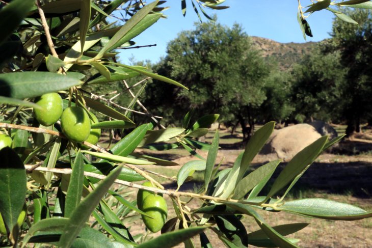 Els productors d'oli reclamen al Parlament avançar en la modernització del regadiu per garantir el futur del sector
