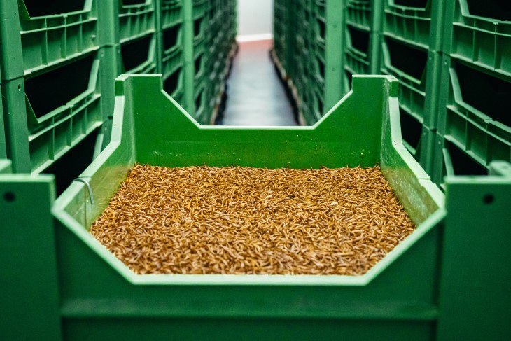 Creix l'interès per les granges d'insectes a Catalunya, un sector llest per saltar dels pinsos a la dieta humana