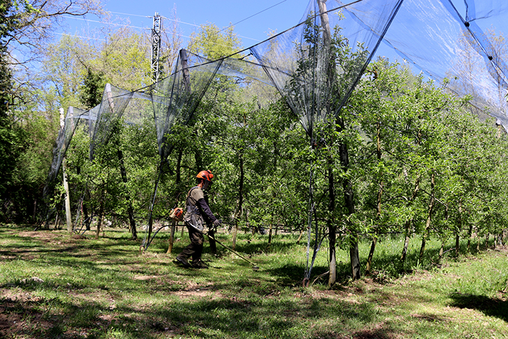 Les glaçades tardanes afecten el 100% de la producció de poma de muntanya del Prepirineu i Pirineu