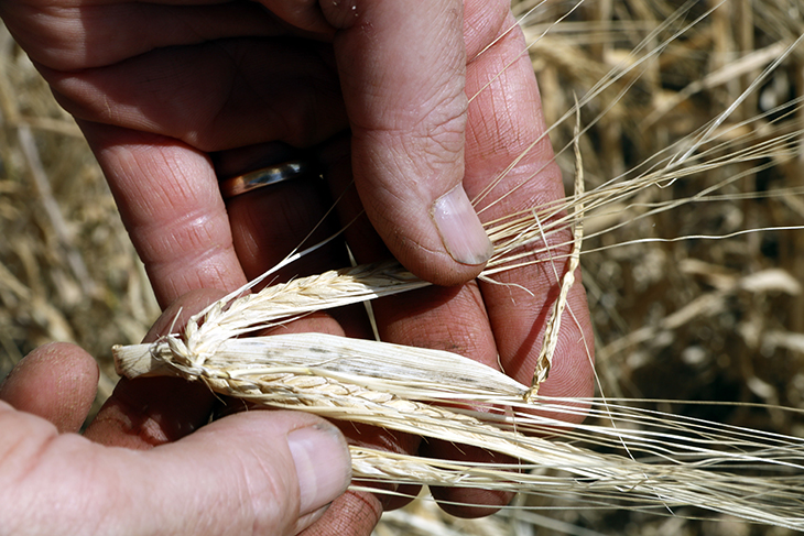 Catalunya preveu una collita irregular de cereals de poc més d'1,1 milions de tones, un 31% menys de la mitjana