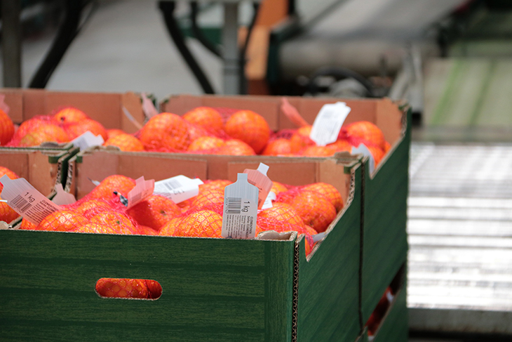 El sector dels cítrics ebrencs preveu recuperar un 20% de producció respecte la campanya passada