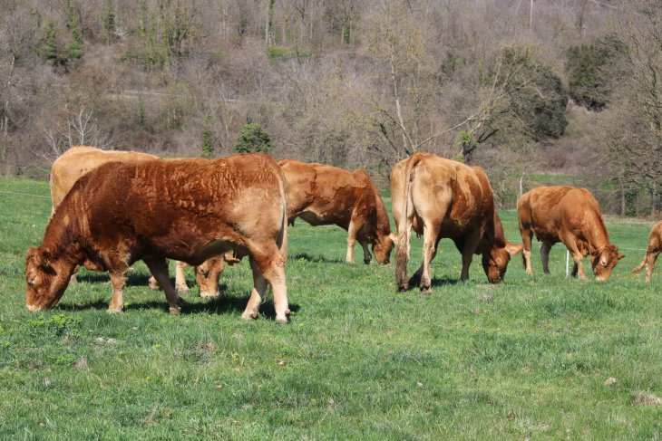 Més de 50 granges catalanes de vaques, xais i cabres registren casos d'una malaltia hemorràgica que transmet el mosquit
