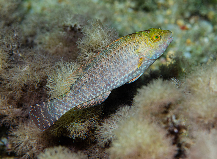 Detecten a la costa catalana el cuc de foc i el peix lloro atlàntic, espècies tropicals indicadores del canvi climàtic