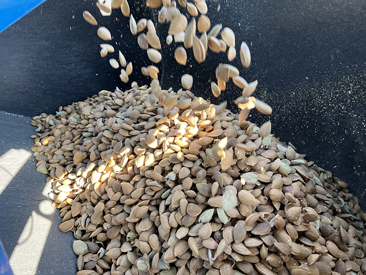 La campanya de collita de l'ametlla comença a Ponent amb bons quilos i calibres però preus baixos