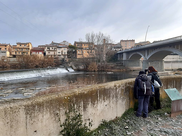 Cau un 88% el nombre de corbs marins que hivernen a l'Alt Ter per culpa de la climatologia i la caça