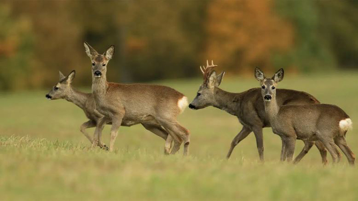 Unió de Pagesos reclama més facilitats per caçar cabirols a les comarques vitivinícoles del Camp de Tarragona i Penedès