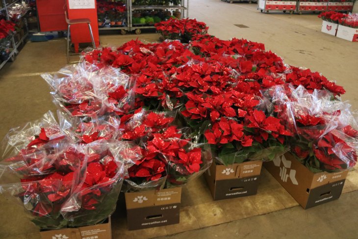 Els productors de ponsèties han tingut una campanya “entre notable i excel·lent” i preveuen “vendre-ho tot”