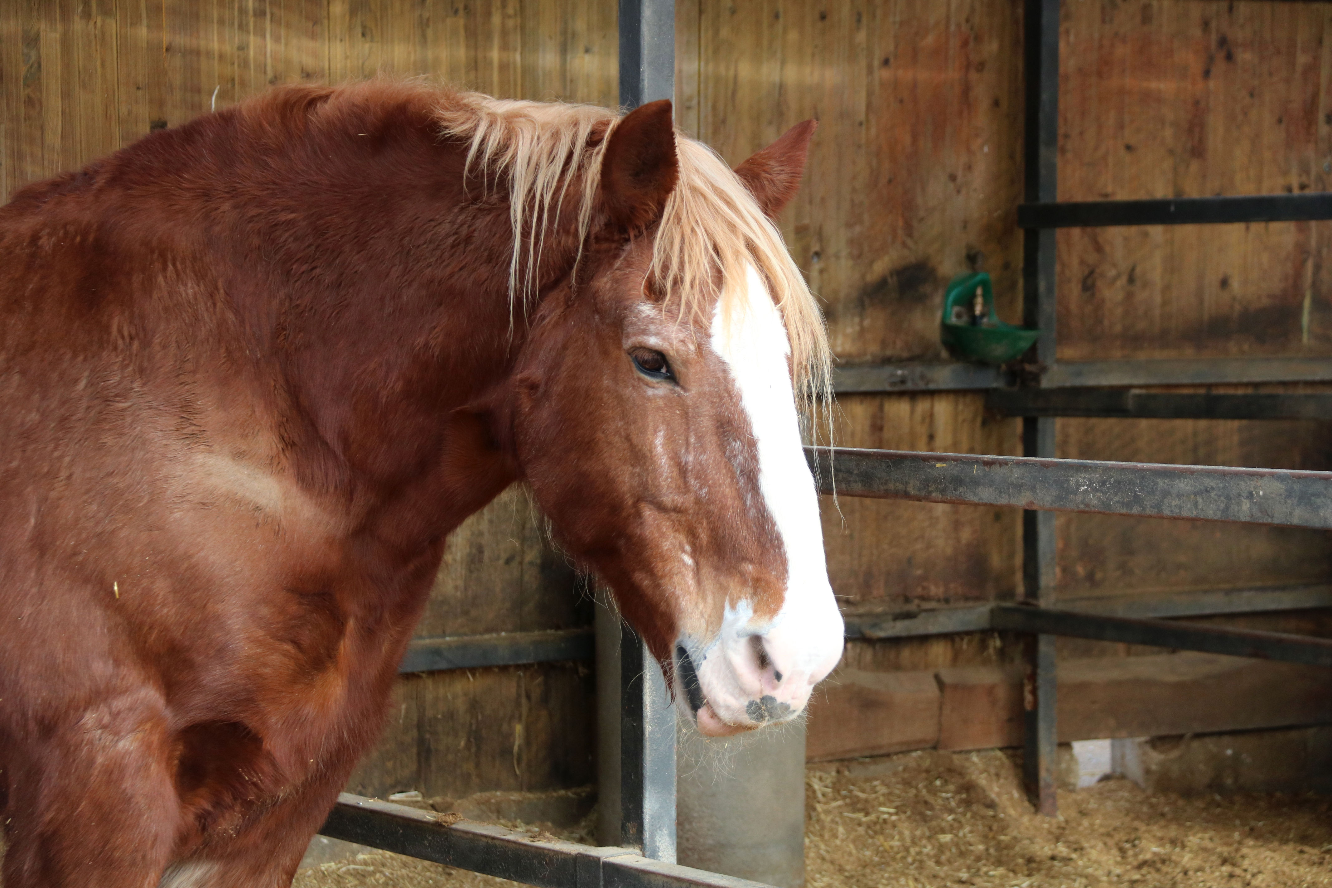 Creen una guia per garantir el benestar dels animals durant les celebracions dels Tres Tombs