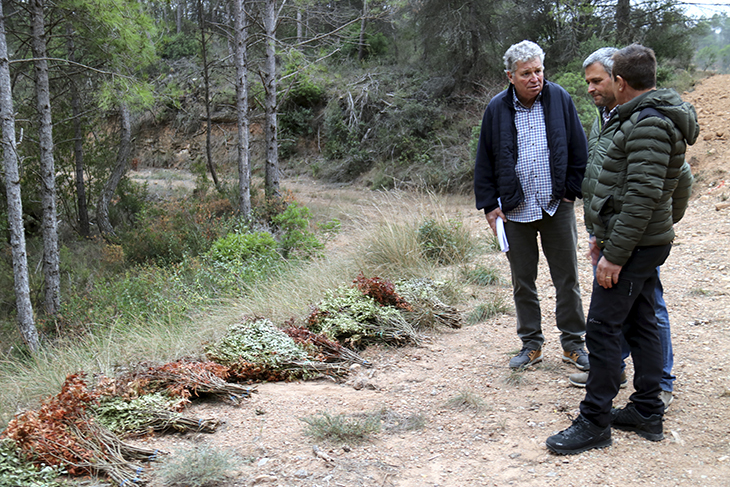 Preocupació entre els propietaris forestals de la Catalunya Central perquè s'ha "disparat" l'espoli del llentiscle