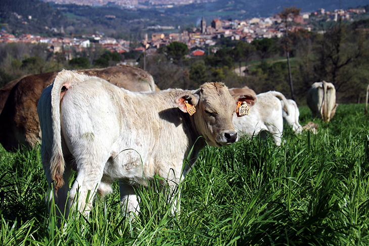 Neix un projecte pioner per millorar la producció de vaca bruna dels Pirineus i donar-la a conèixer al consumidor