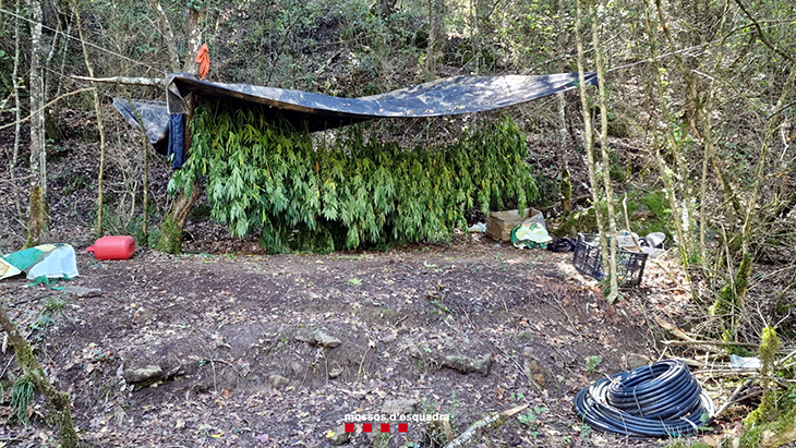 Dos detinguts a Gaià acusats de cultivar una plantació de marihuana enmig del bosc