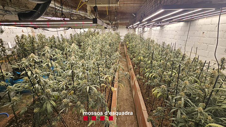 Detenen un home a Monistrol de Calders per cultivar gairebé 3.000 plantes de marihuana en una zona abandonada