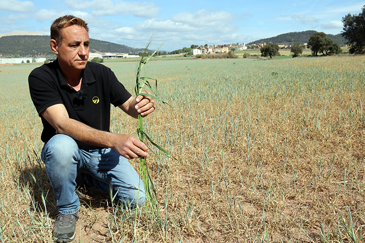 Pèrdues de més del 80% en la collita de cereal de la Catalunya Central per culpa de la sequera