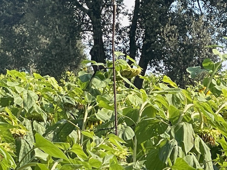 Denuncien un home al Berguedà per caçar ocells amb una xarxa japonesa