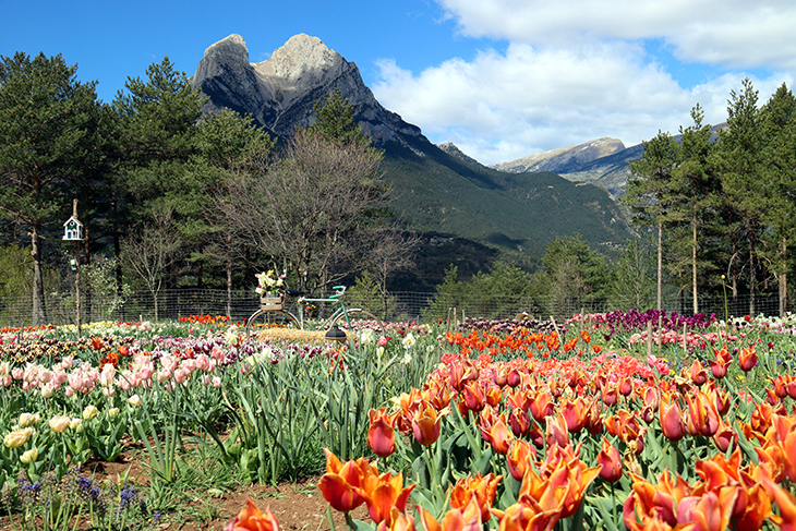 La floració de les tulipes, un fenomen turístic al Berguedà