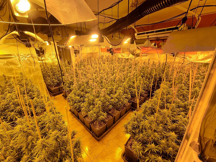 Un detingut per tenir una plantació d'interior de marihuana a Mont-roig del Camp