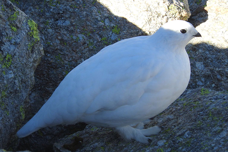 La cursa de l'Olla de Núria no es farà el juny per no molestar la perdiu blanca, un ocell amenaçat