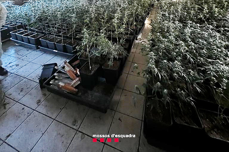 Quatre detinguts per cultivar més de 1.500 plantes de marihuana en una masia de Calders