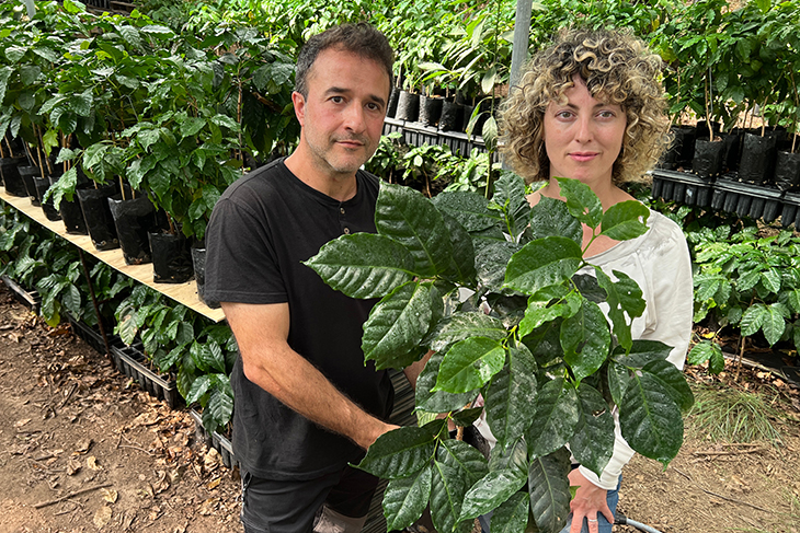 Cultivar cafè a Sant Vicenç de Torelló, un projecte pioner: "No coneixem cap cafè nascut sota roures i alzines"