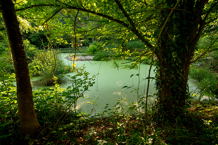 Restauren els aiguamolls artificials de la depuradora de Begudà per millorar la biodiversitat